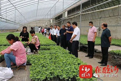 創(chuàng)新農(nóng)業(yè)科技服務(wù) 助力沂蒙鄉(xiāng)村振興 市農(nóng)科院 學(xué)悟見創(chuàng) 暨科技示范基地現(xiàn)場(chǎng)觀摩會(huì)活動(dòng)舉行