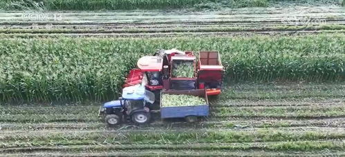 科技賦能讓鮮食玉米的 鮮 得到最直觀體現(xiàn)