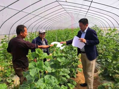 【千陽縣農(nóng)業(yè)農(nóng)村局】科技入園優(yōu)服務(wù) 結(jié)出惠農(nóng)"幸福果"