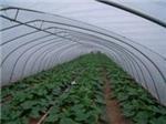 玻璃溫室當(dāng)選京豐溫室大棚建設(shè)|承德溫室大棚-石家莊京豐農(nóng)業(yè)科技提供玻璃溫室當(dāng)選京豐溫室大棚建設(shè)|承德溫室大棚的相關(guān)介紹、產(chǎn)品、服務(wù)、圖片、價(jià)格養(yǎng)殖大棚、溫室大棚建設(shè)、大棚設(shè)計(jì)安裝、蔬菜大棚建設(shè)、智能溫室大棚建設(shè)、大棚骨架建設(shè)、