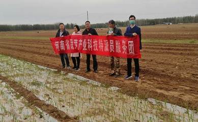 河南省蔬菜產業科技特派員服務團赴民權縣開展科技服務