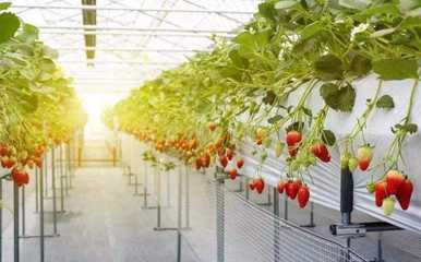 好消息!張家口一區(qū)新建數(shù)字化農(nóng)業(yè)產(chǎn)業(yè)鏈,占地300畝!