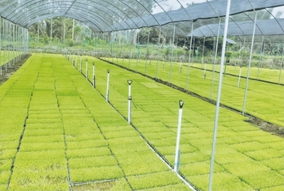 玉林春耕盡顯&ldquo;科技范&rdquo;