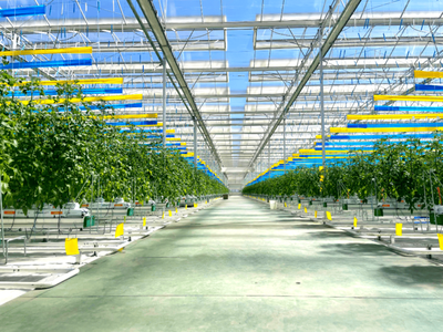 彌渡櫻桃番茄正當紅:數(shù)字植物工廠開辟農業(yè)新賽道