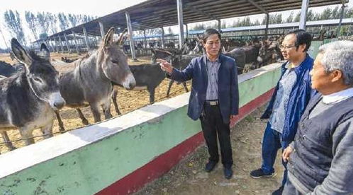 驢肉賣6000元,驢皮賣2000元,合計近萬元,可為啥農(nóng)村沒人養(yǎng)驢