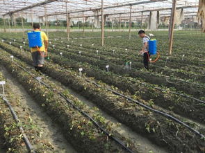 科技助力綠色農業(yè) 四川農科院植保所深入雙流開展草莓病害防控服務