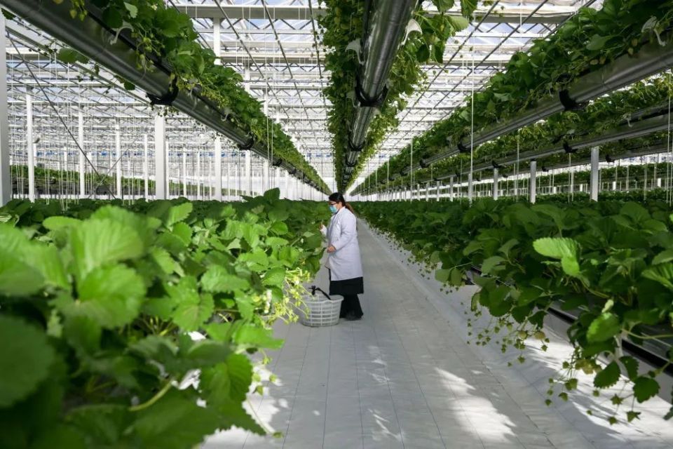 讓農業科技成果應用提質增速 構建高效農業科技服務體系